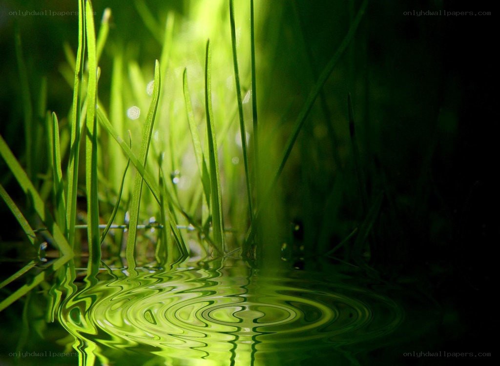 Green grass by water