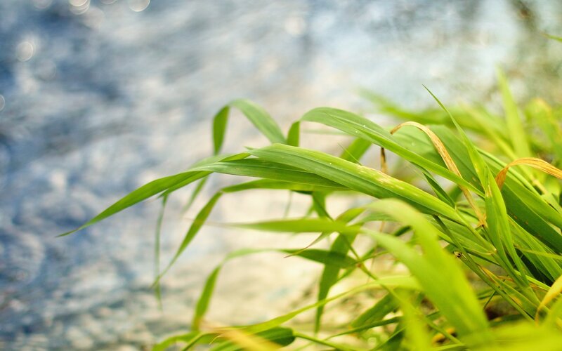 Green Grass by Water — Serene, Afternoon