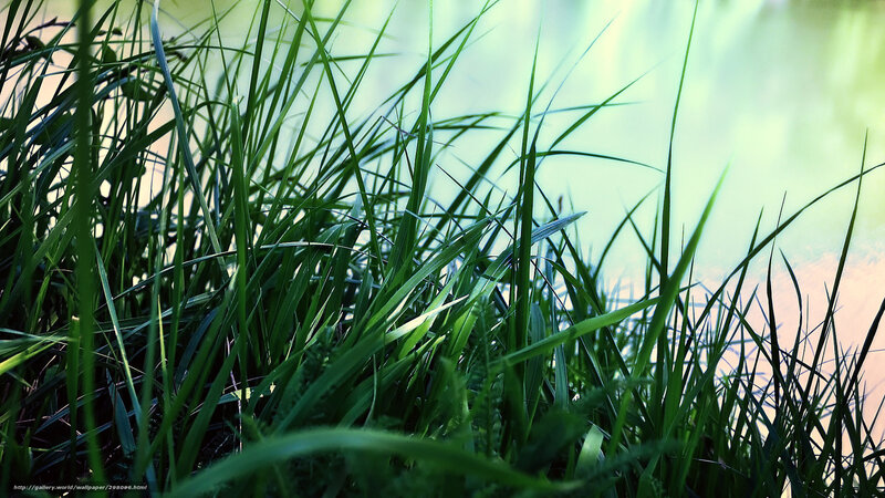 Green Grass by Water — Serene, Morning