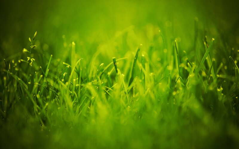 green grass close-up