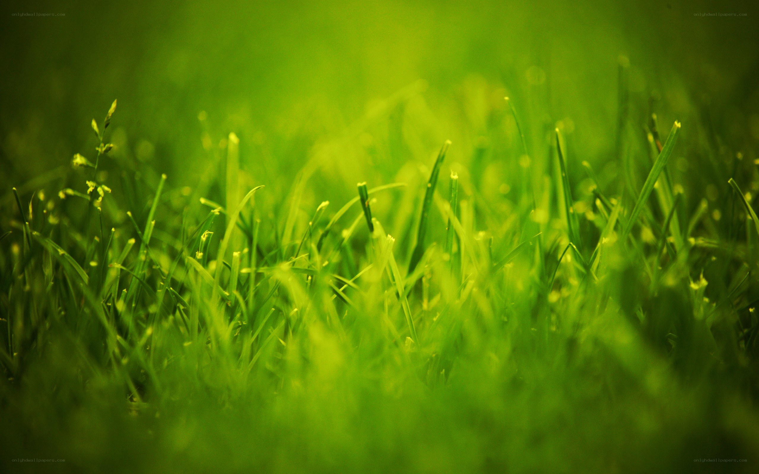 green grass close-up