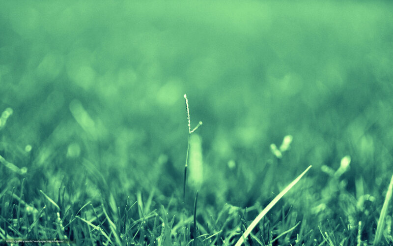 green grass close-up