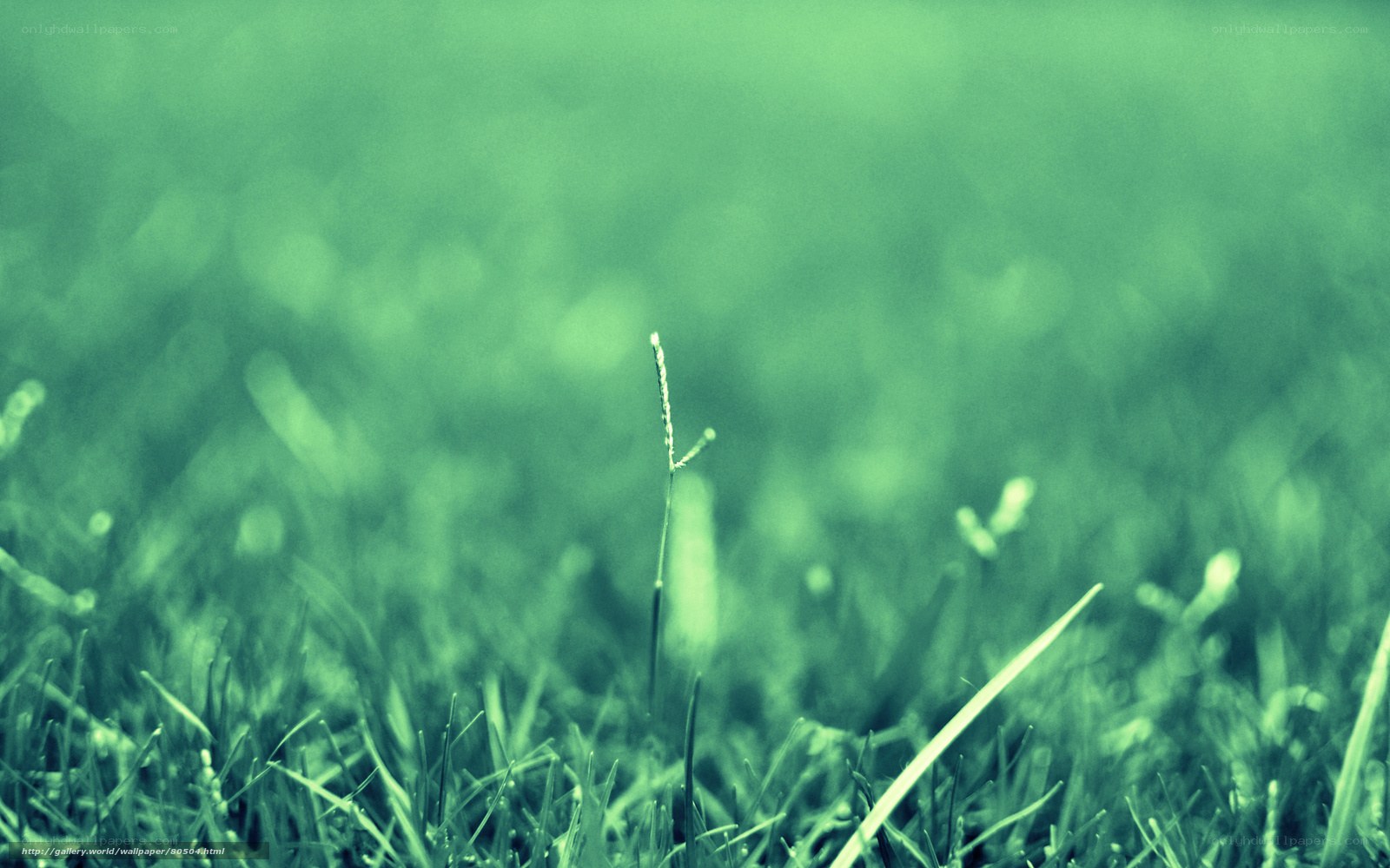 green grass close-up