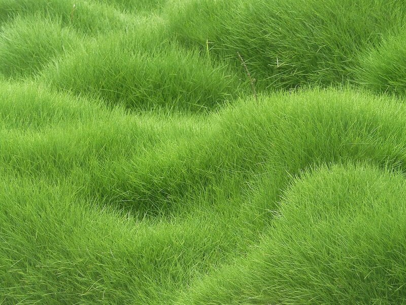Green Grass Clumps — Calm