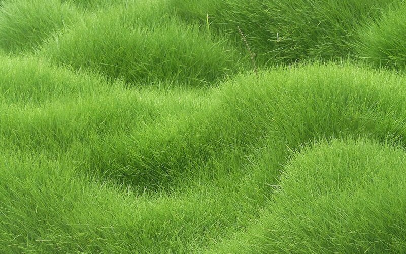 Green Grass Clumps