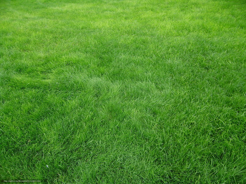 green grass field