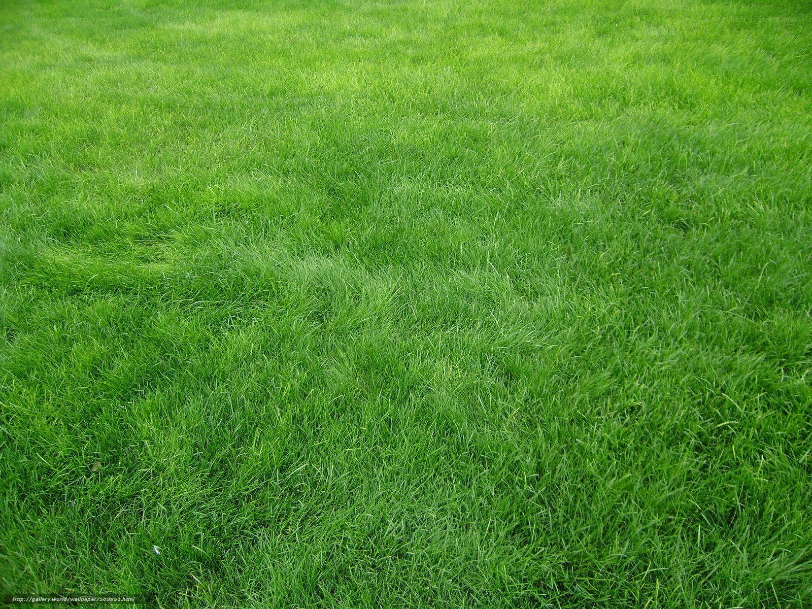 green grass field