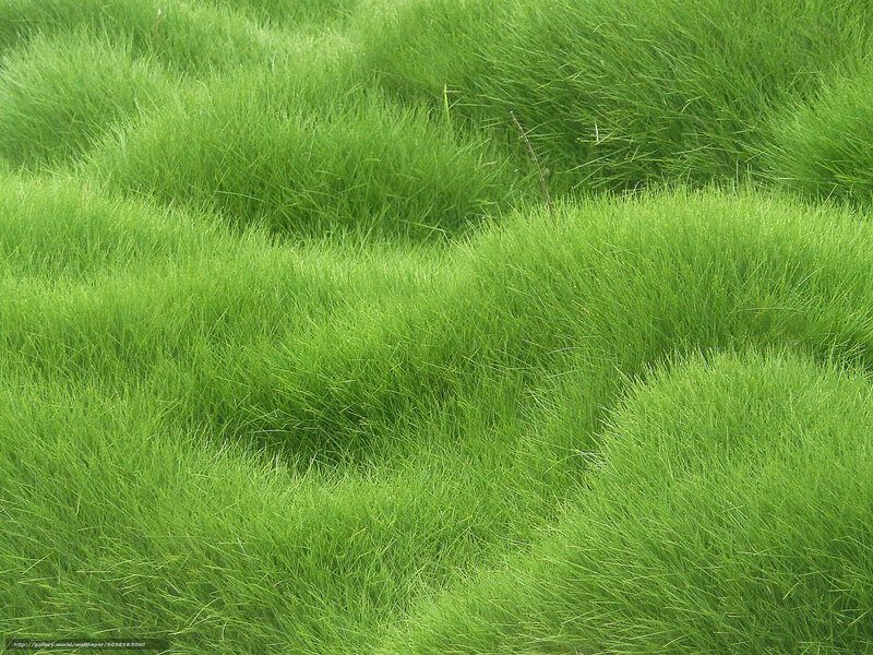 Green grass field
