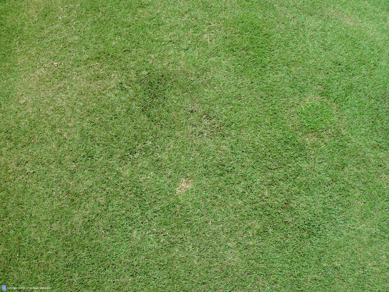green grass field