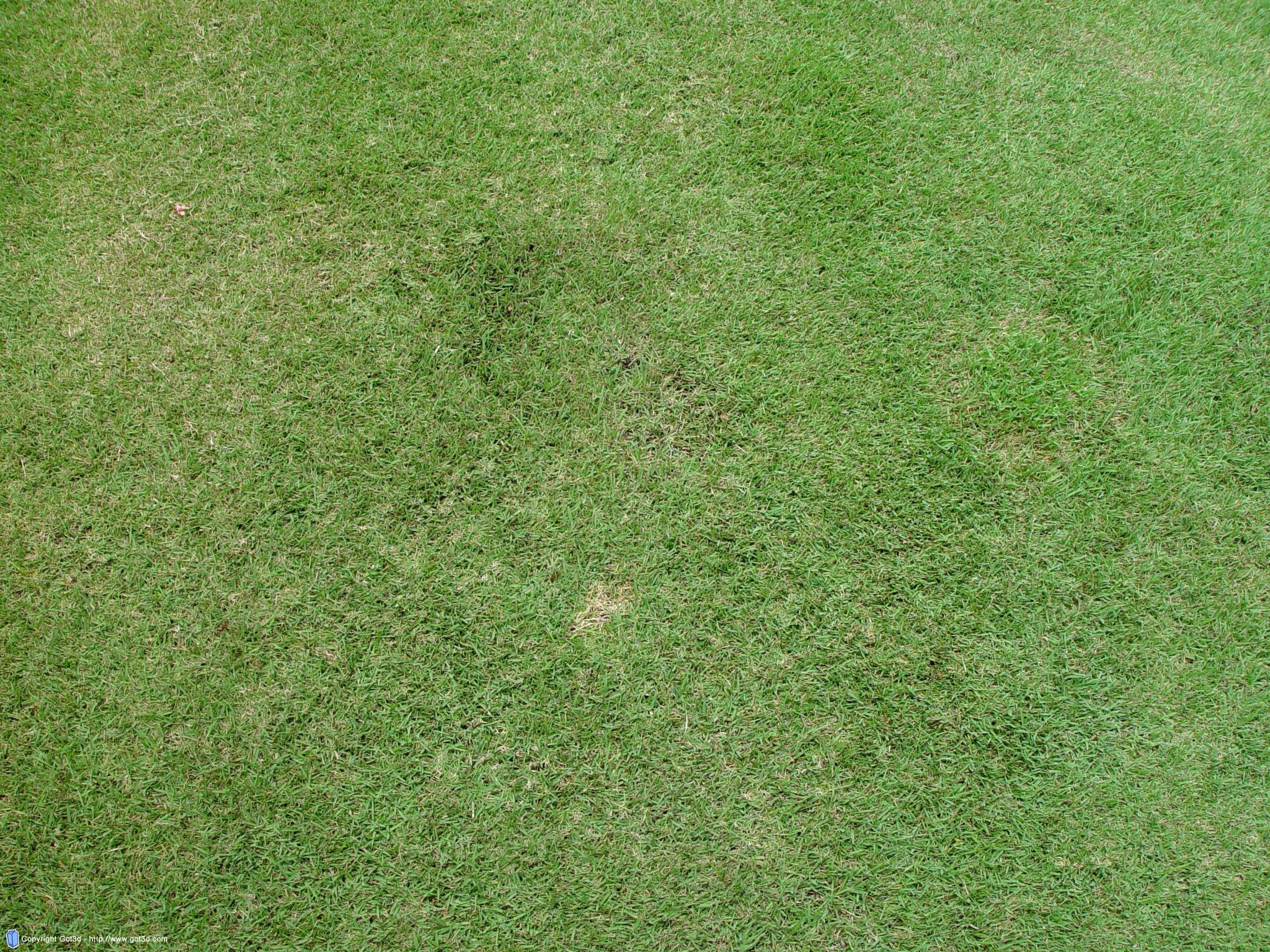 green grass field