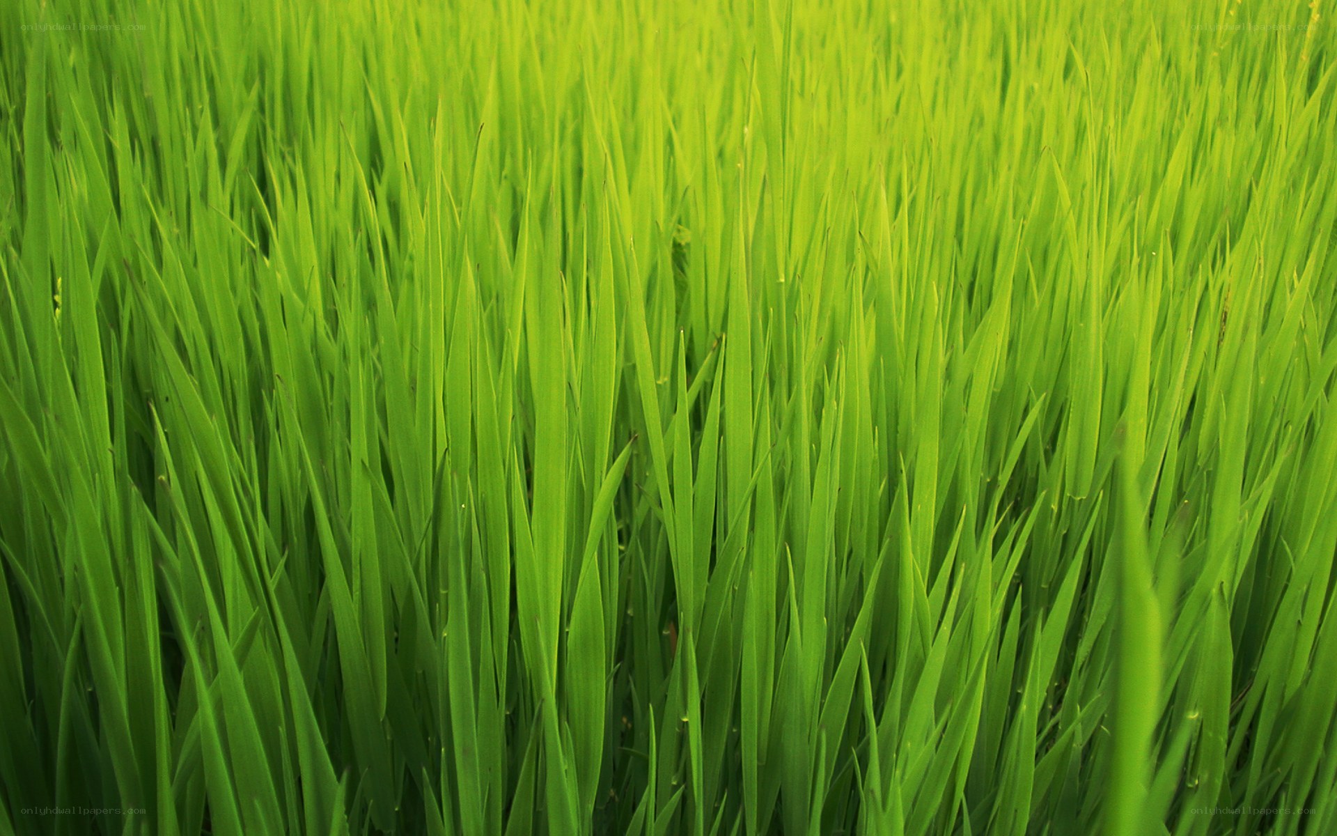 green grass field