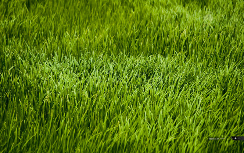 green grass field