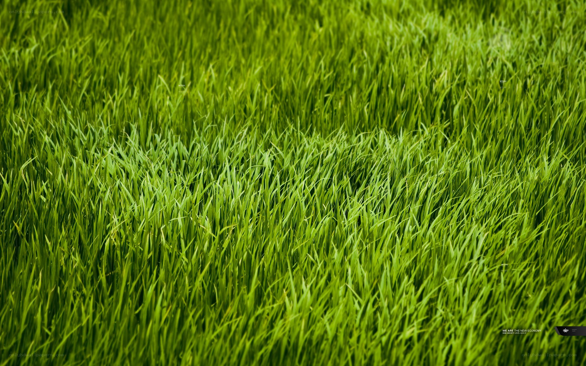 green grass field