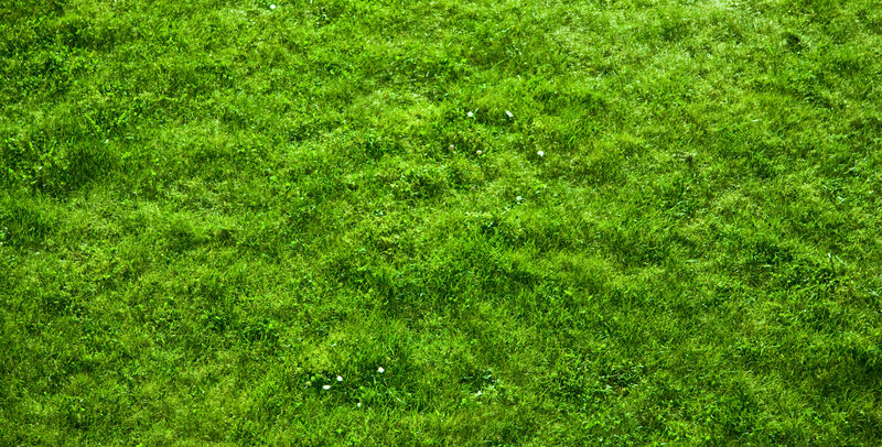 green grass field