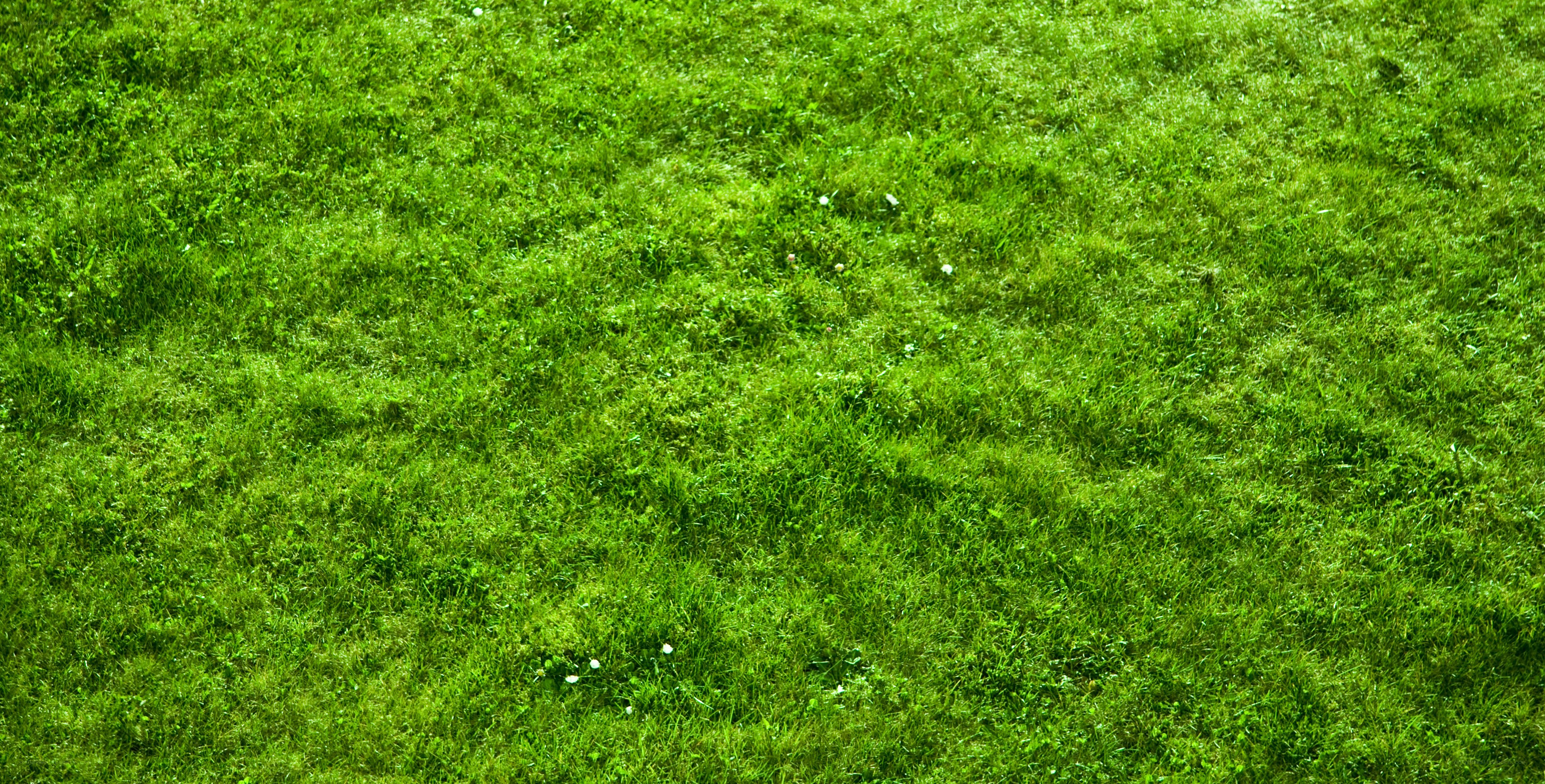 green grass field