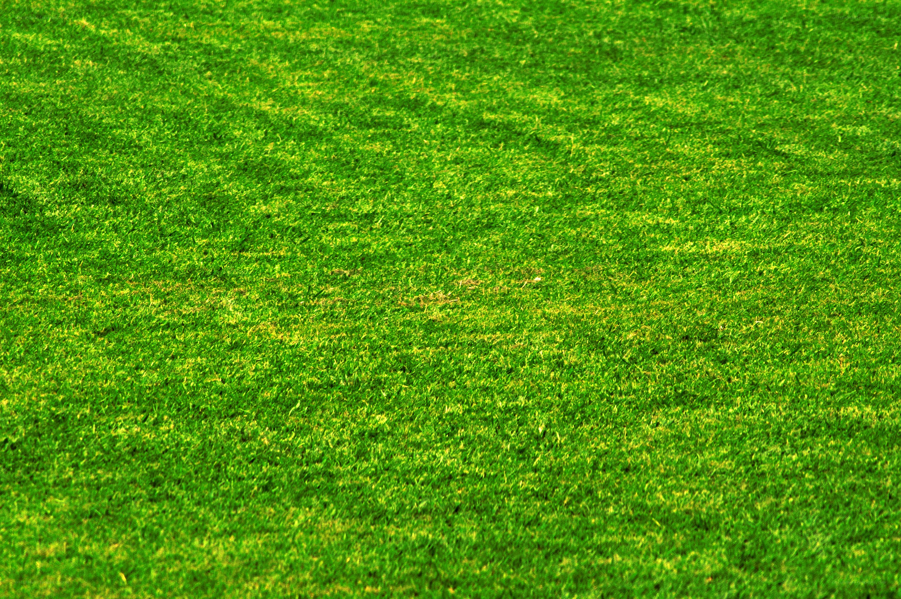 green grass field