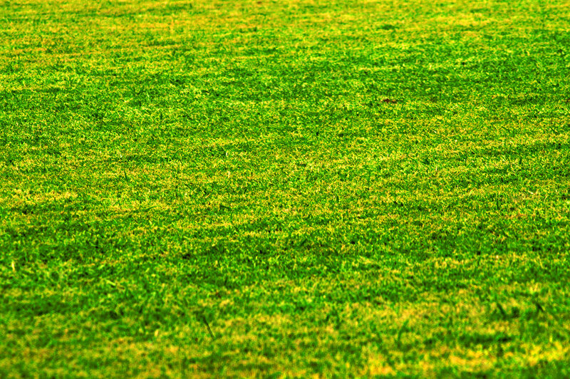 green grass field
