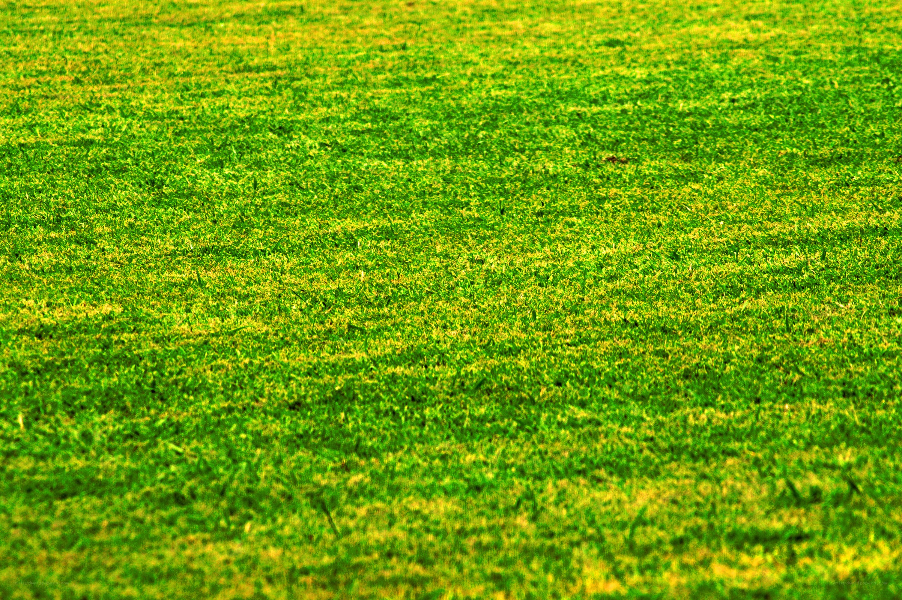 green grass field