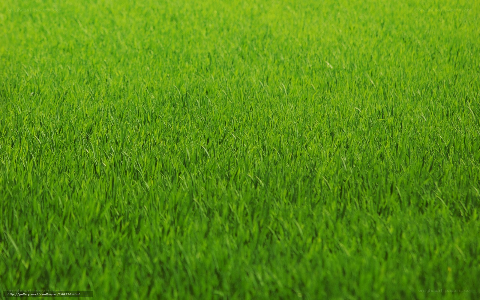 green grass field