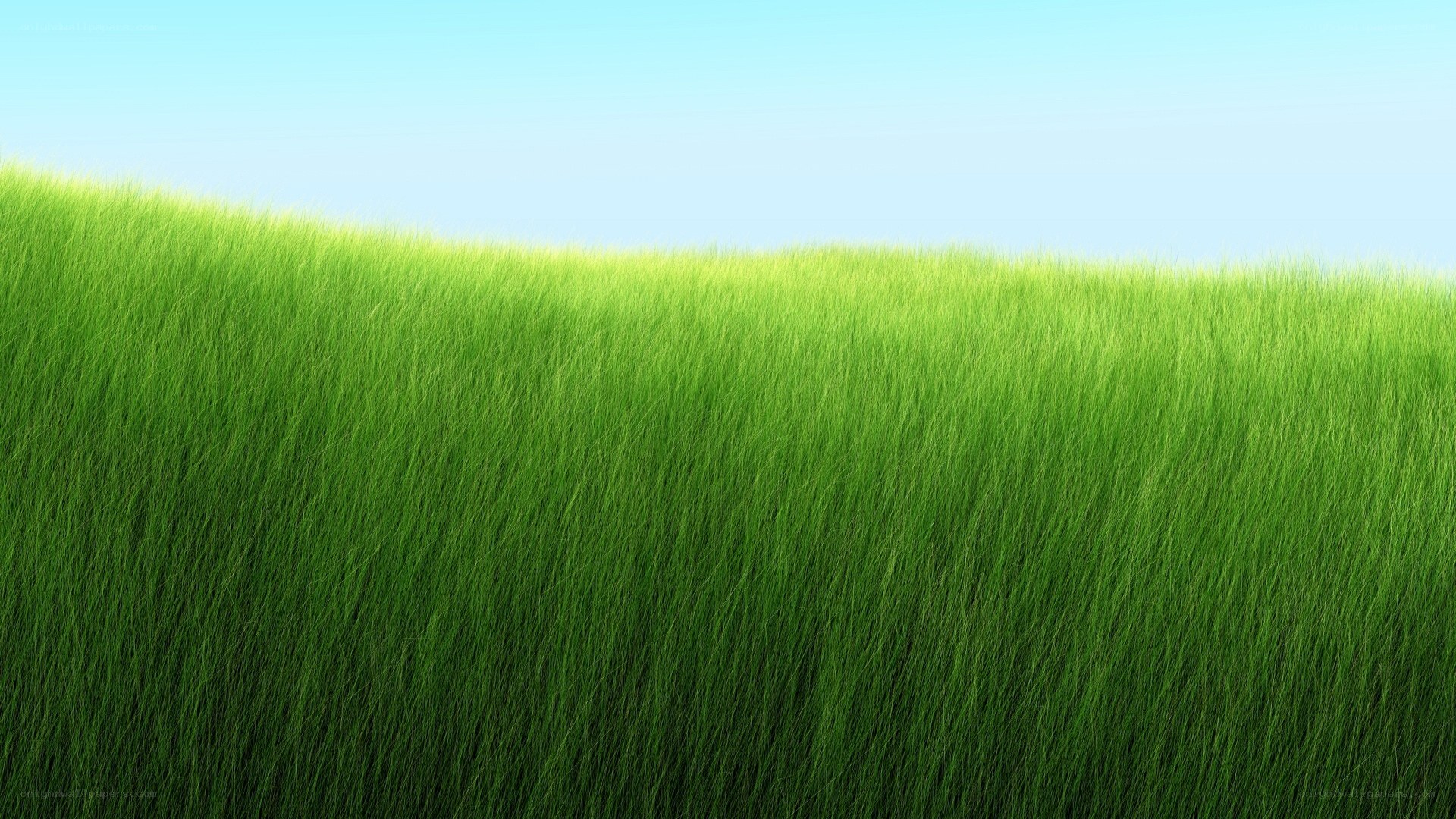 green grass field