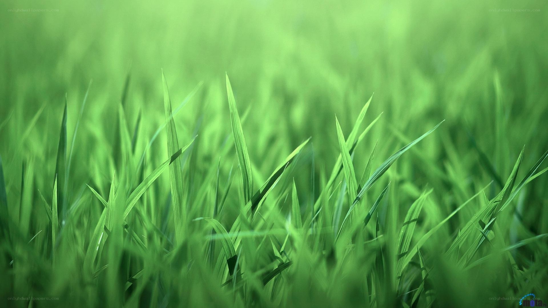 green grass field