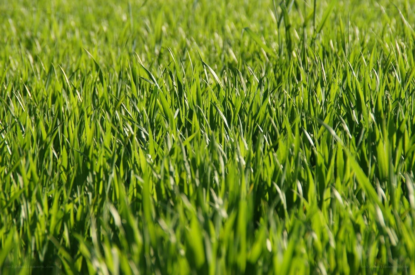green grass field