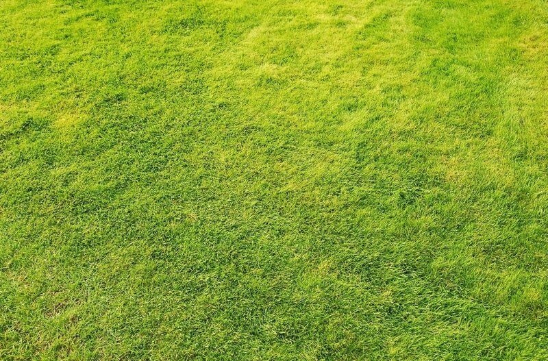 green grass field