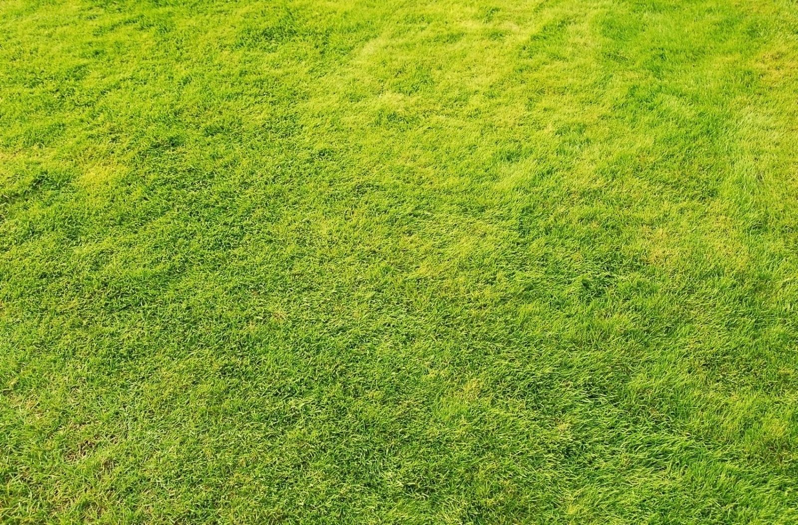 green grass field
