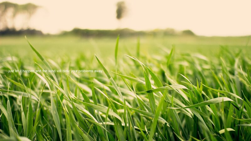 green grass field