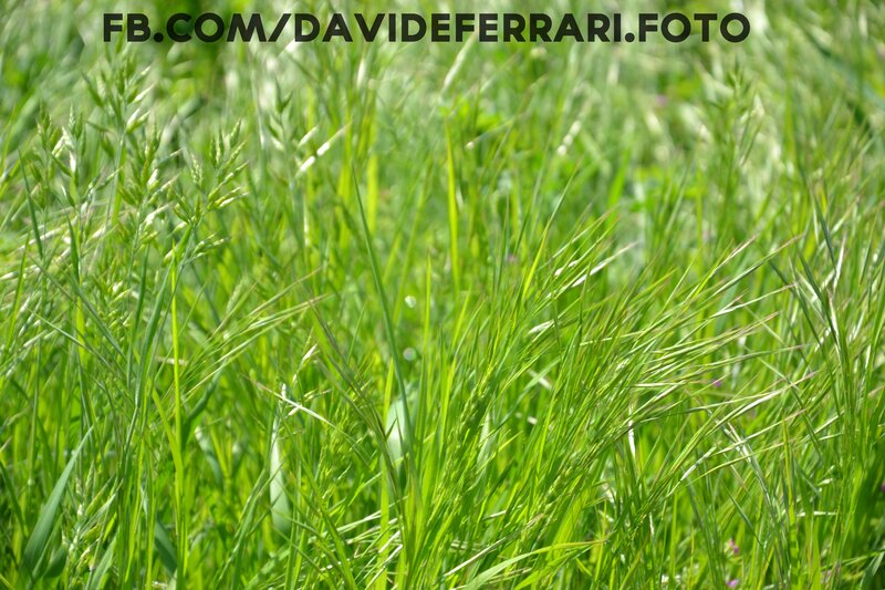 green grass field