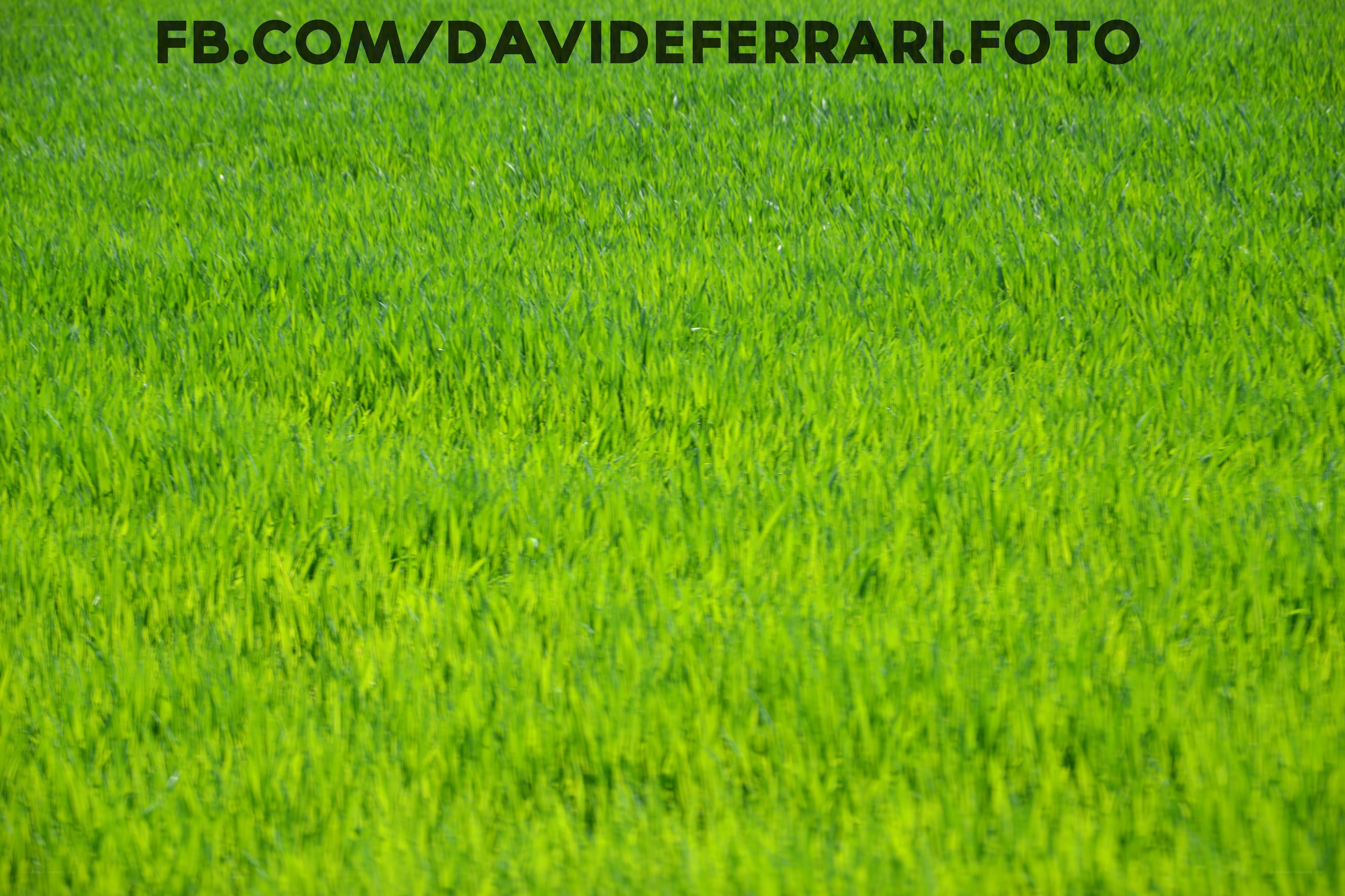 green grass field