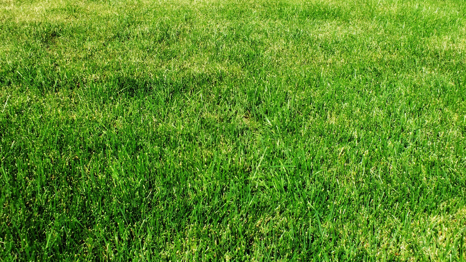 green grass field