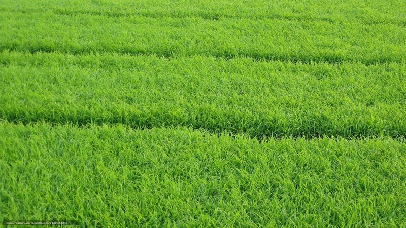 green grass field