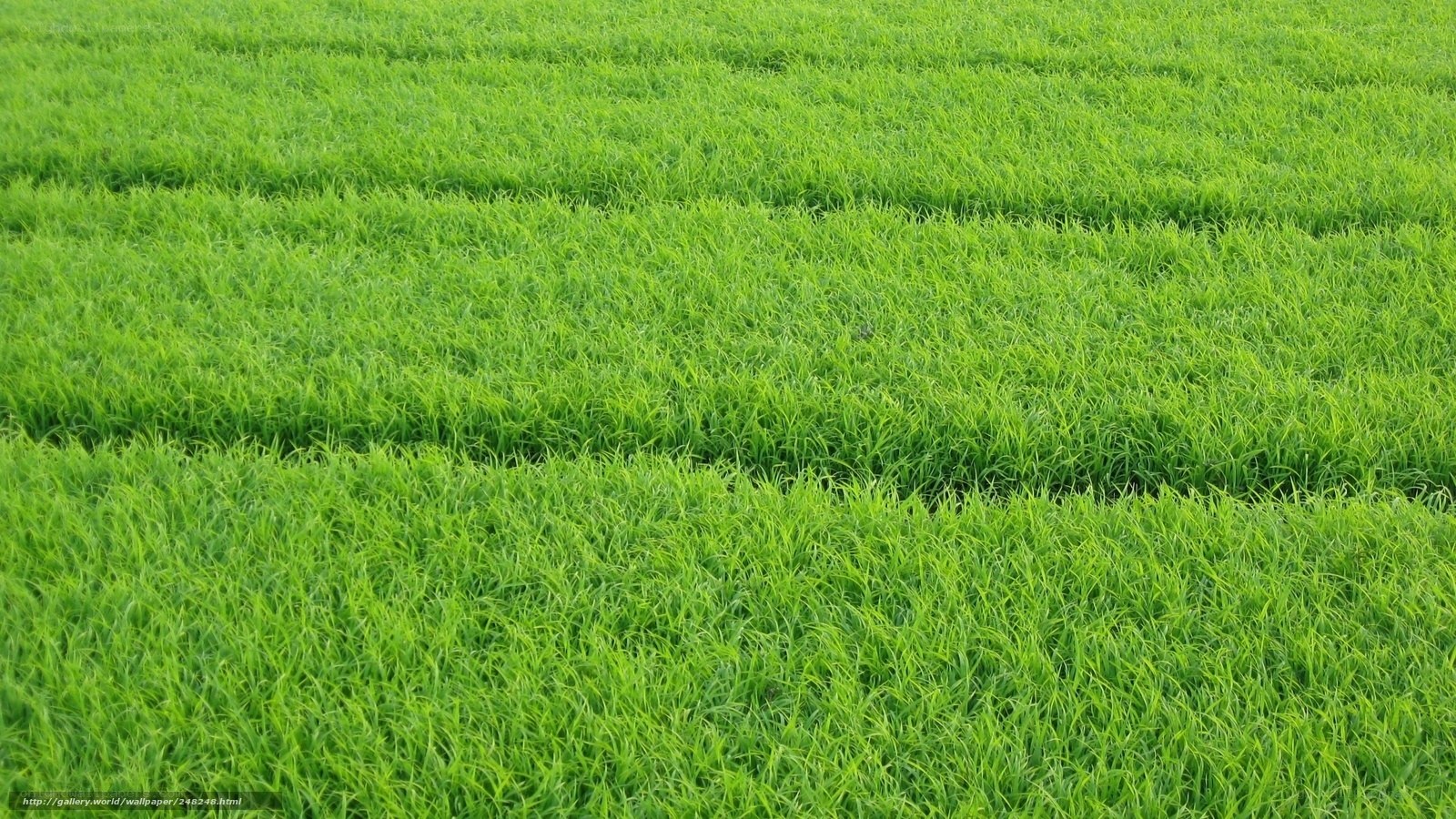 green grass field