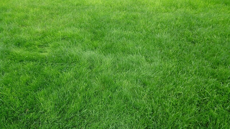 green grass field