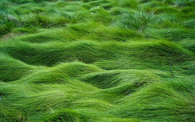 green grass field