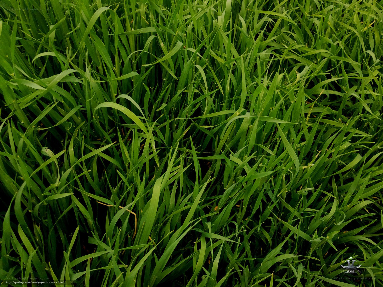 green grass field