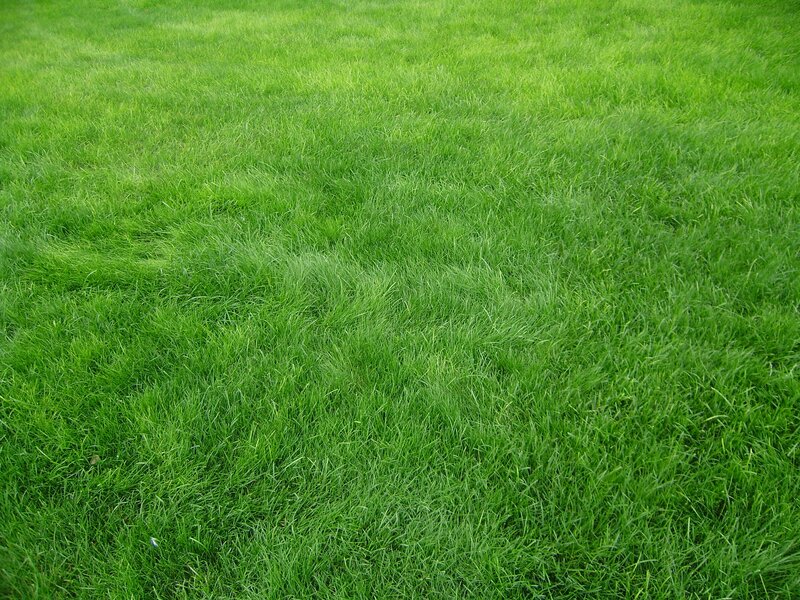 green grass field
