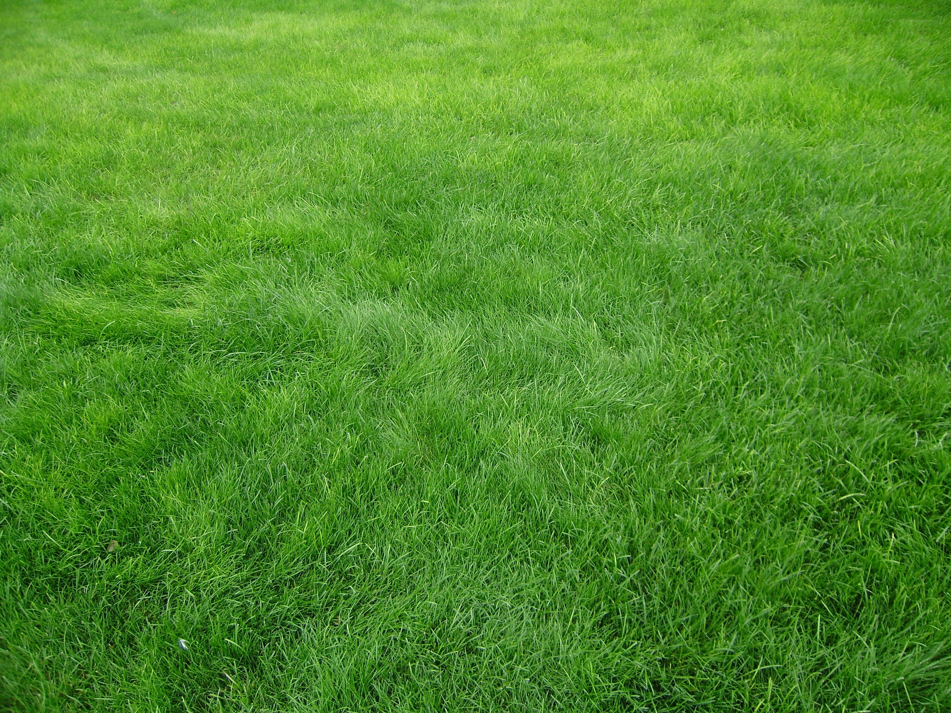 green grass field