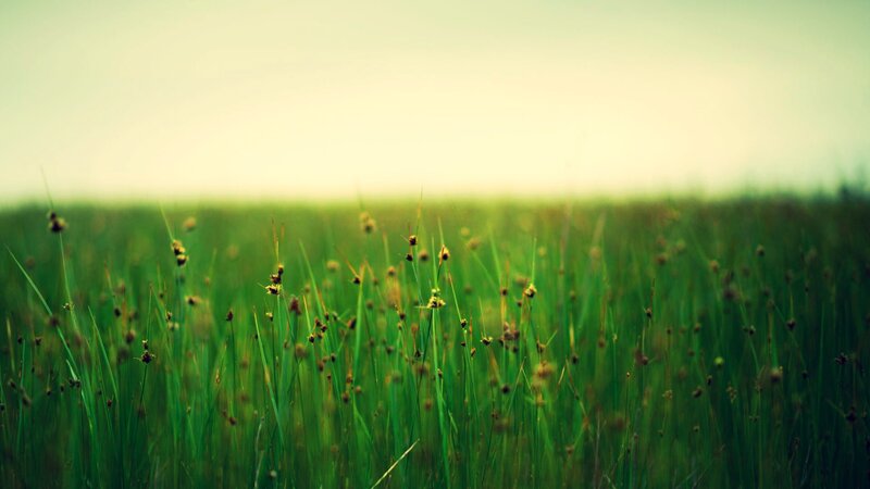 green grass field at sunrise