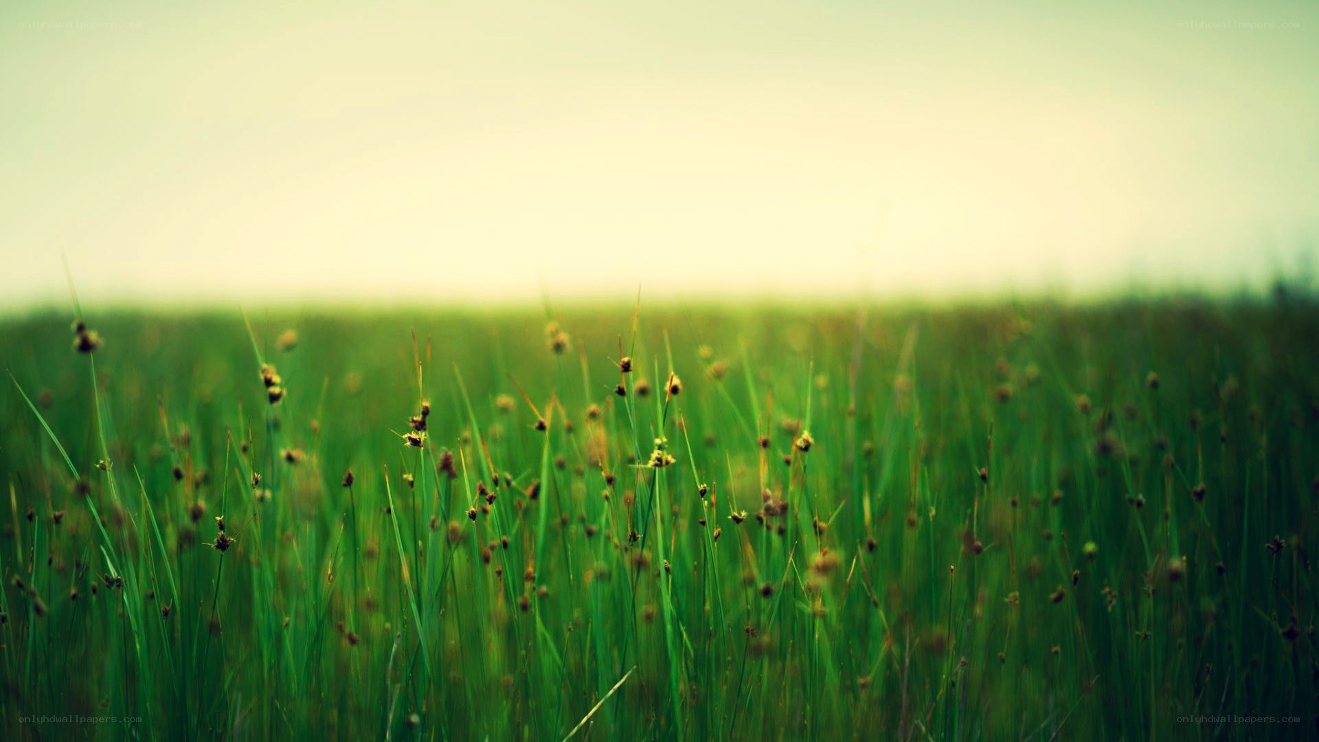 green grass field at sunrise