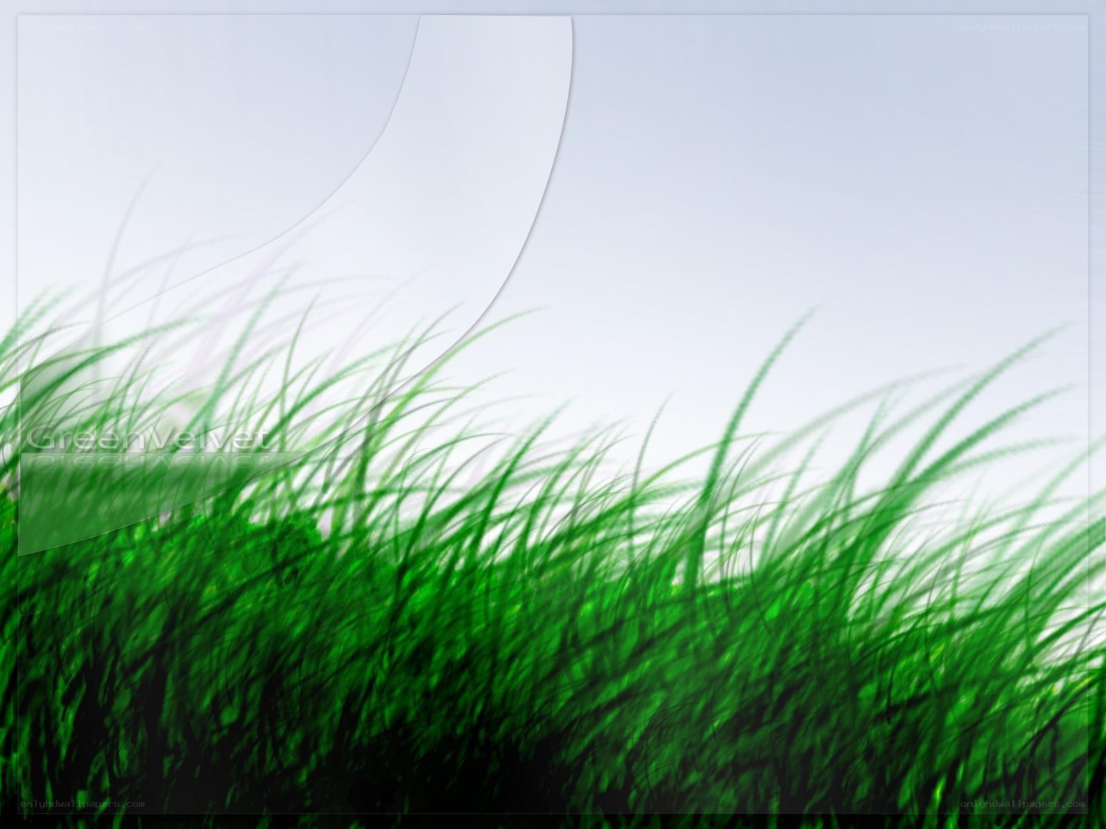 green grass field background