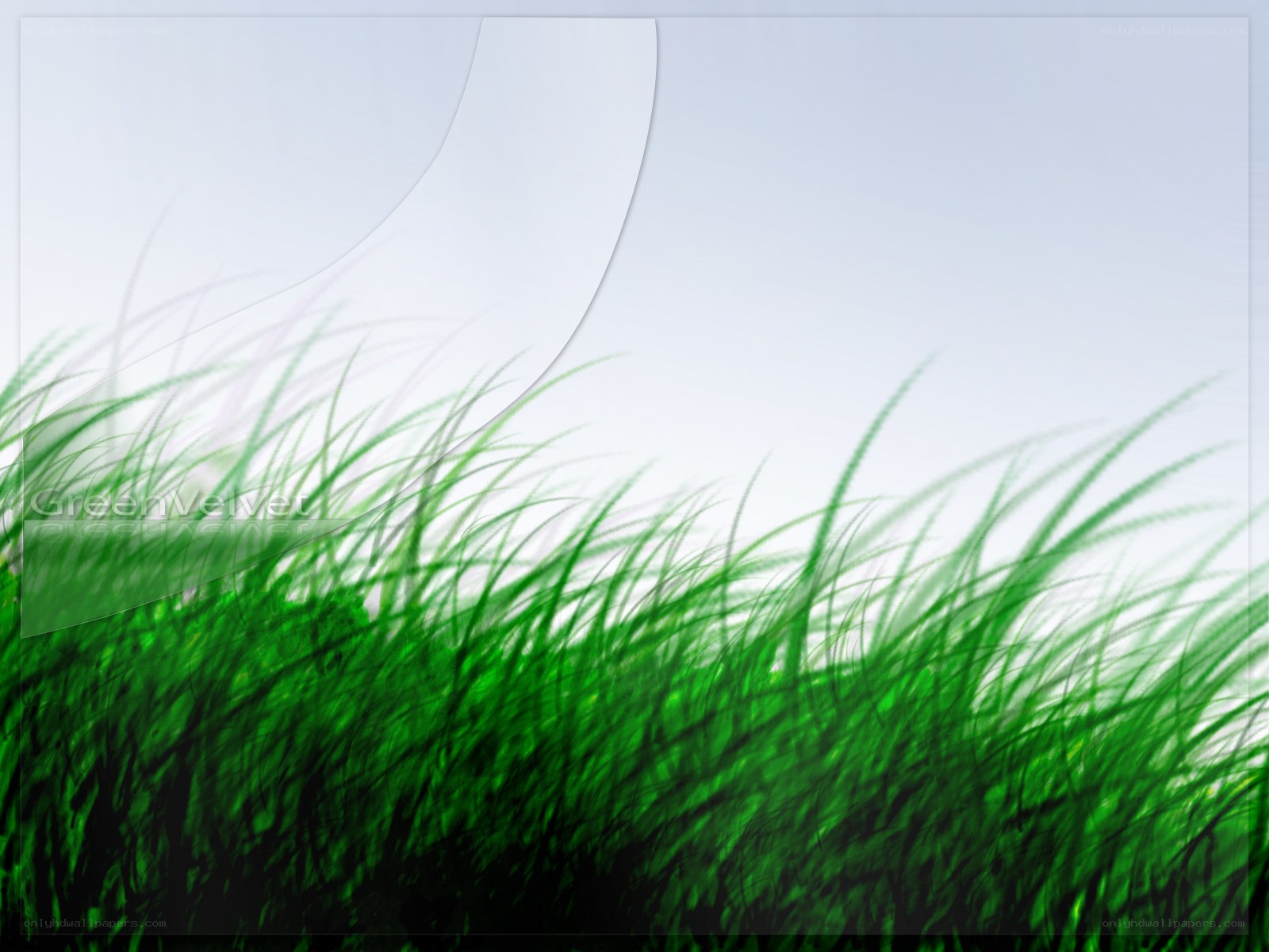 green grass field background