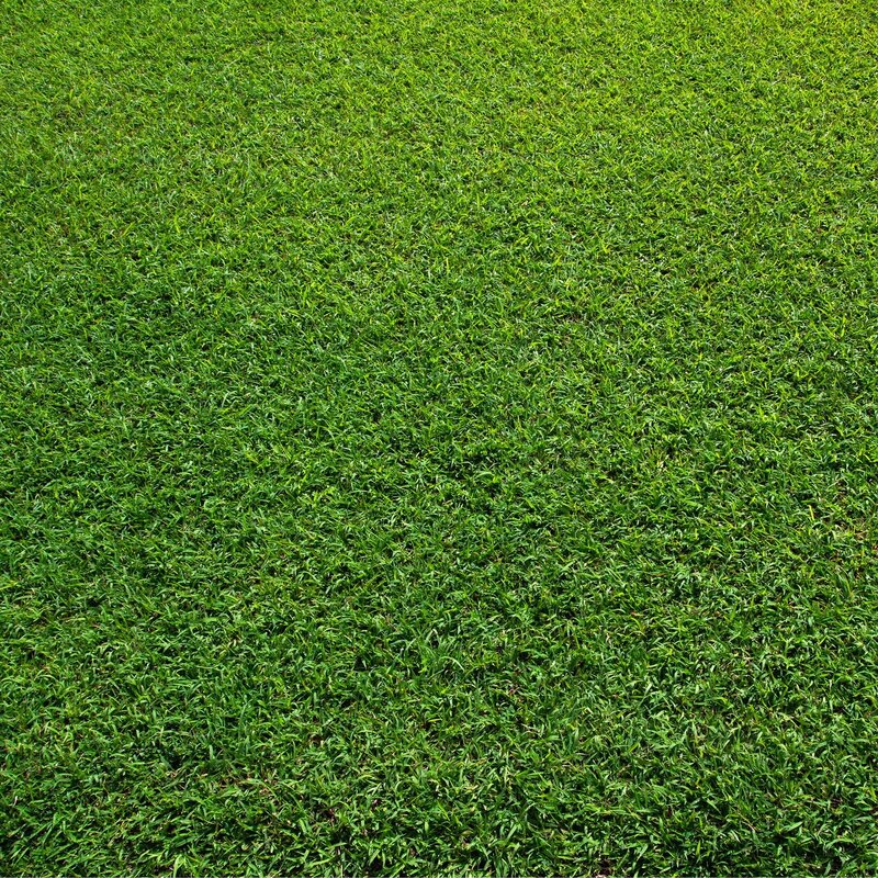 Green Grass Field — Calm, Afternoon, Photograph, Square