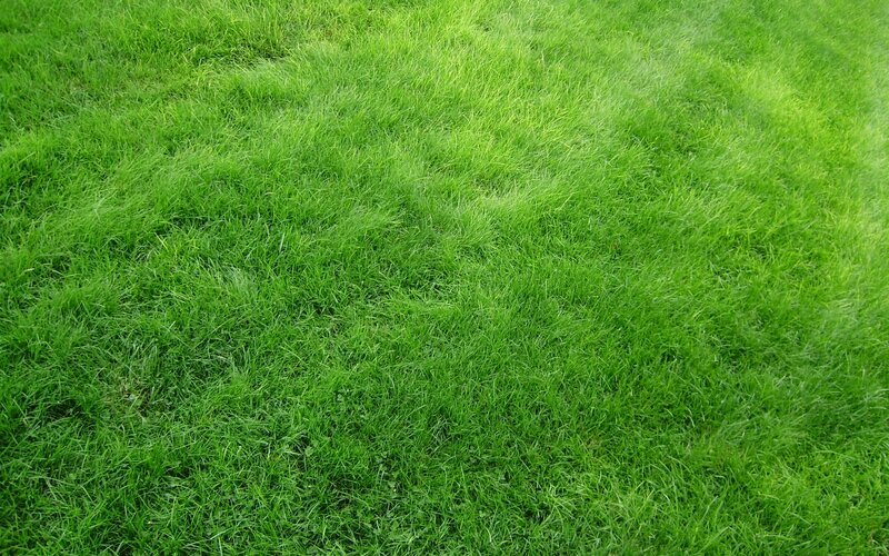 Green Grass Field — Calm, Afternoon, Photograph