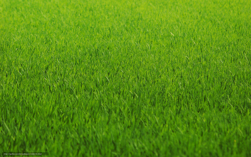 Green Grass Field — Calm, Afternoon