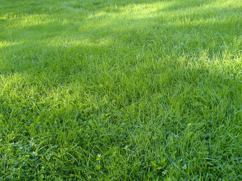 Green Grass Field — Calm, Morning, Photograph