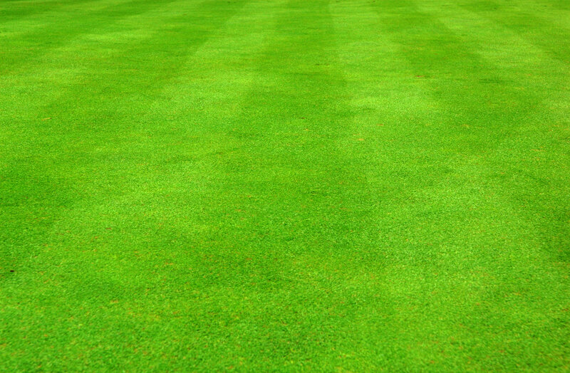 Green Grass Field — Calm