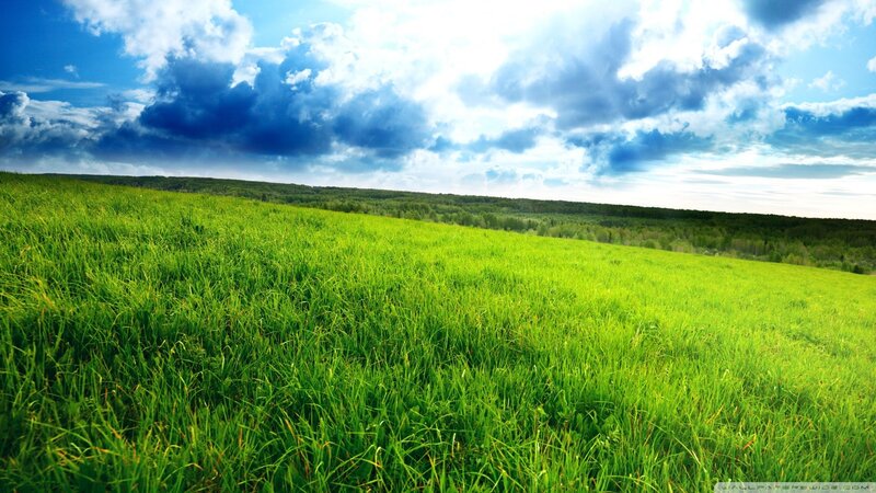 Green Grass Field — Serene, Afternoon, Photograph, Sky, Clouds, Trees, Blue