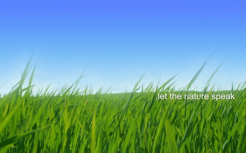 Green Grass Field — Serene, Afternoon, Photograph, Sky